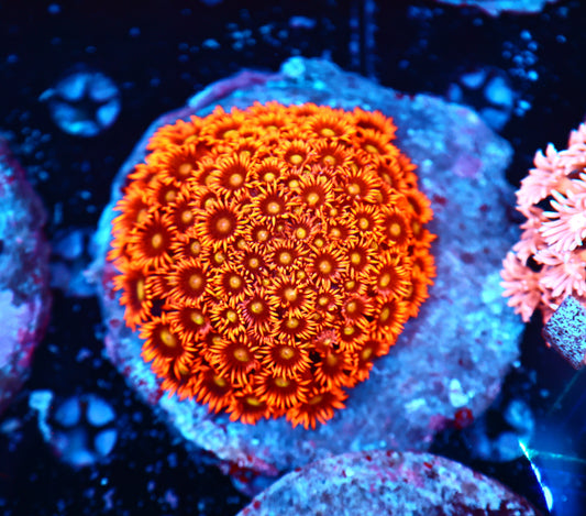 Red goni with yellow ring