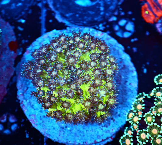 Glitter Goni Colony