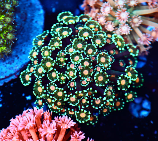 Alveorpoa colony