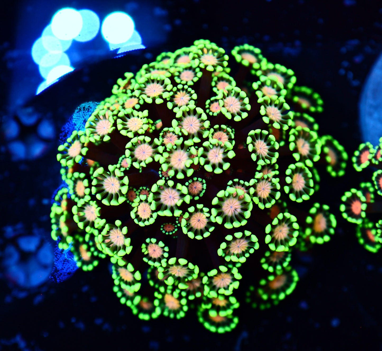 Alveorpoa colony