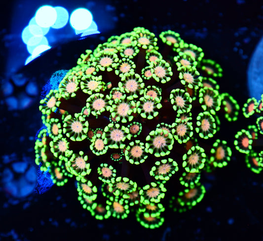 Alveorpoa colony