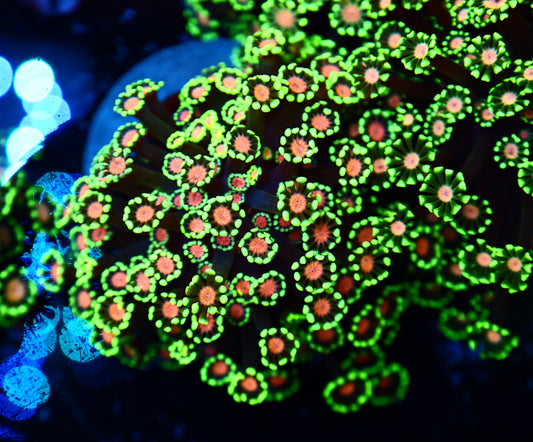 Alveorpoa colony