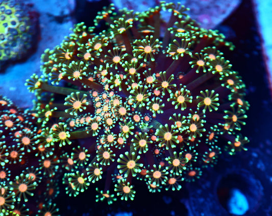 Alveorpoa colony