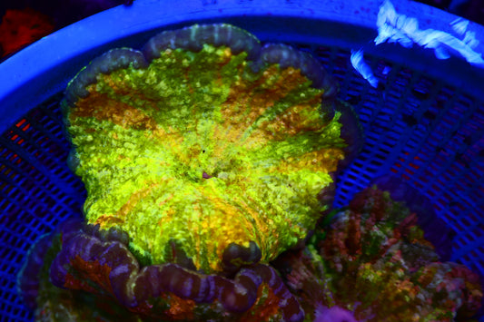 Rainbow Pizza Nem 5-6Inches