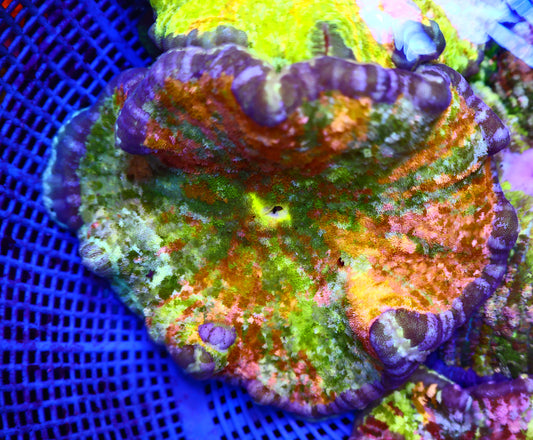 Rainbow Pizza Nem 5-6Inches