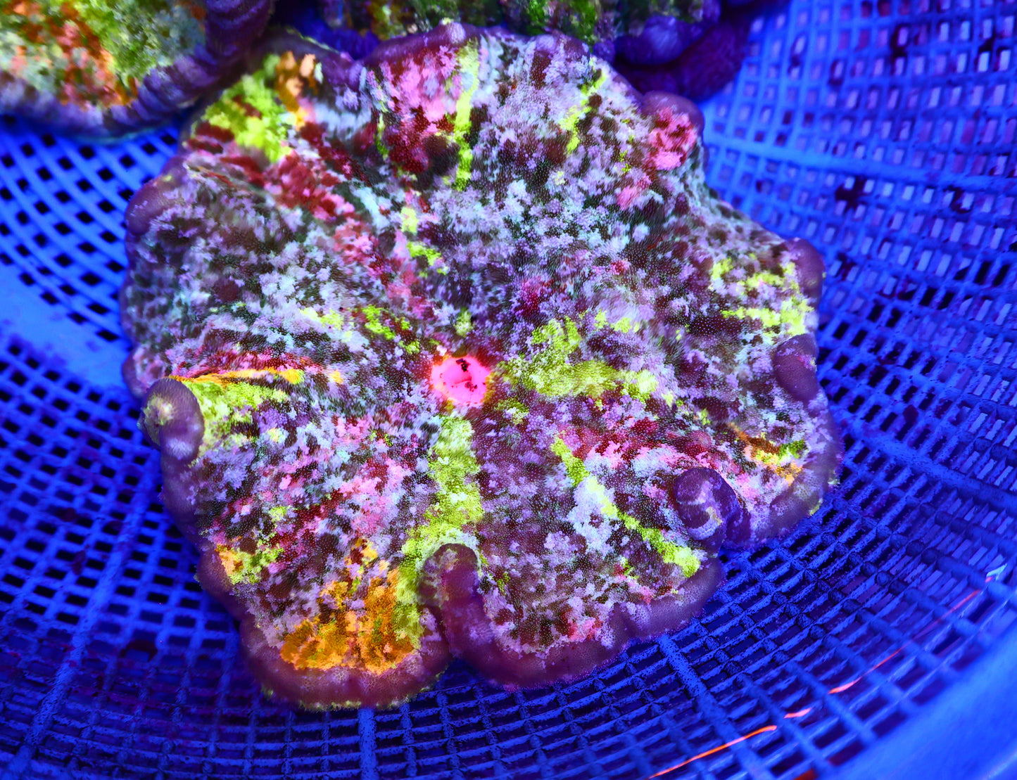 Rainbow Pizza Nem 5-6Inches
