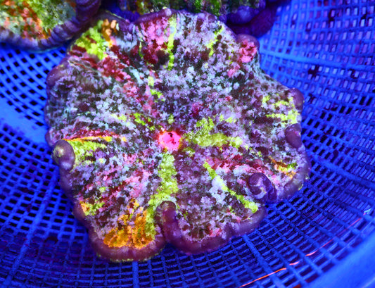 Rainbow Pizza Nem 5-6Inches