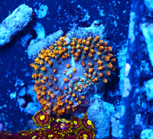 St Thomas Shroom
