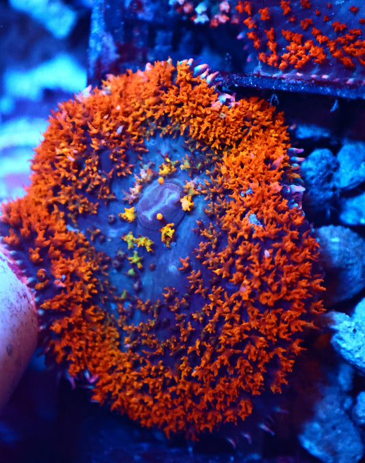 St Thomas Shroom XL