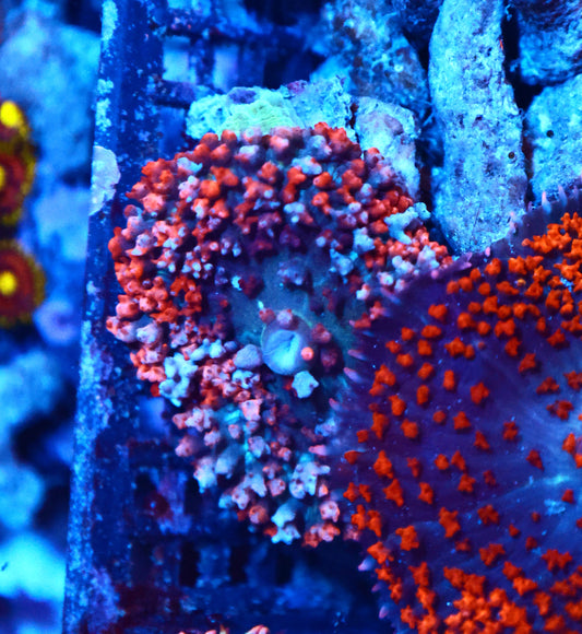 St Thomas Shroom