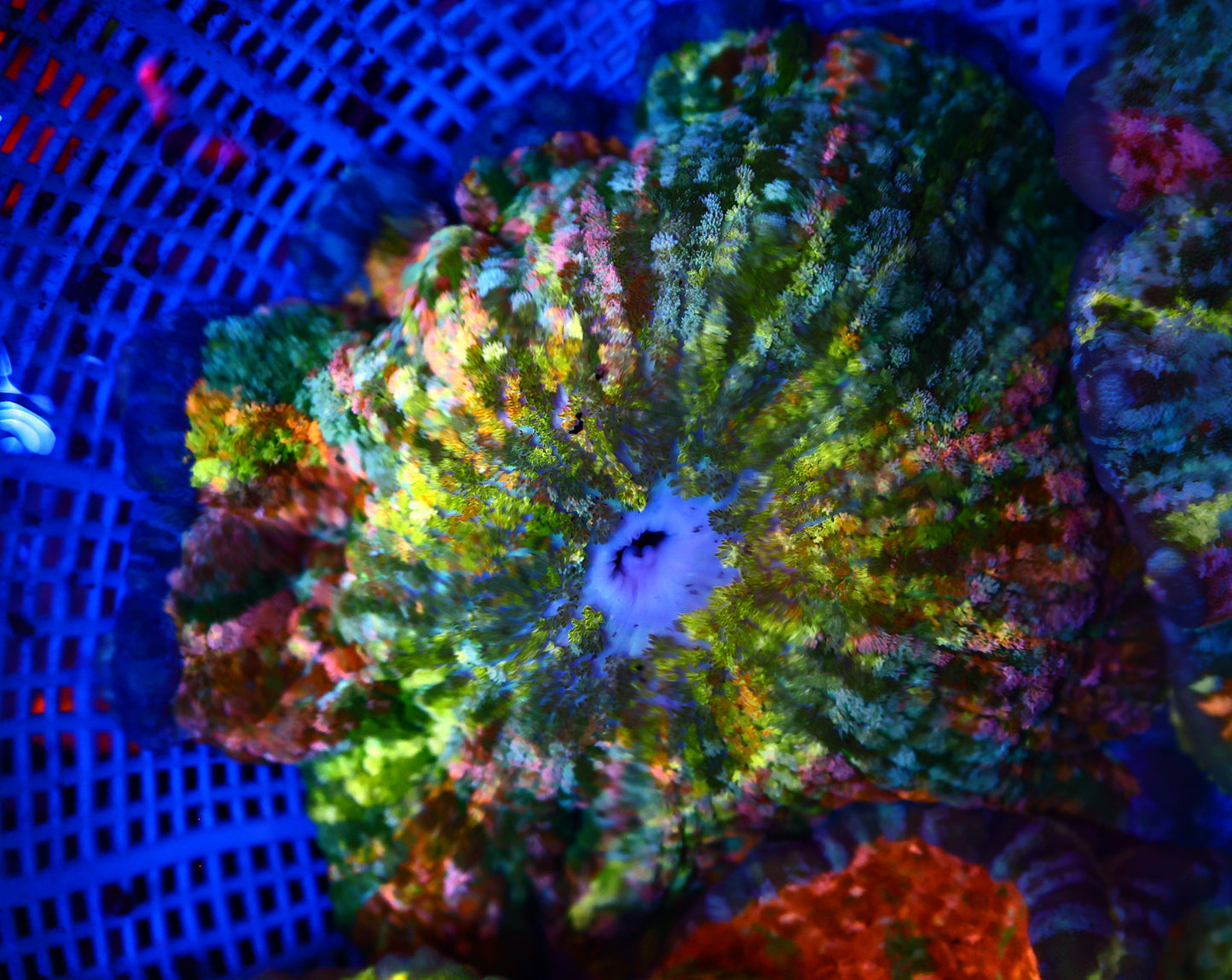 Rainbow Pizza Nem 5-6Inches