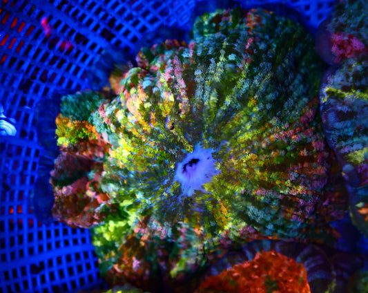 Rainbow Pizza Nem 5-6Inches
