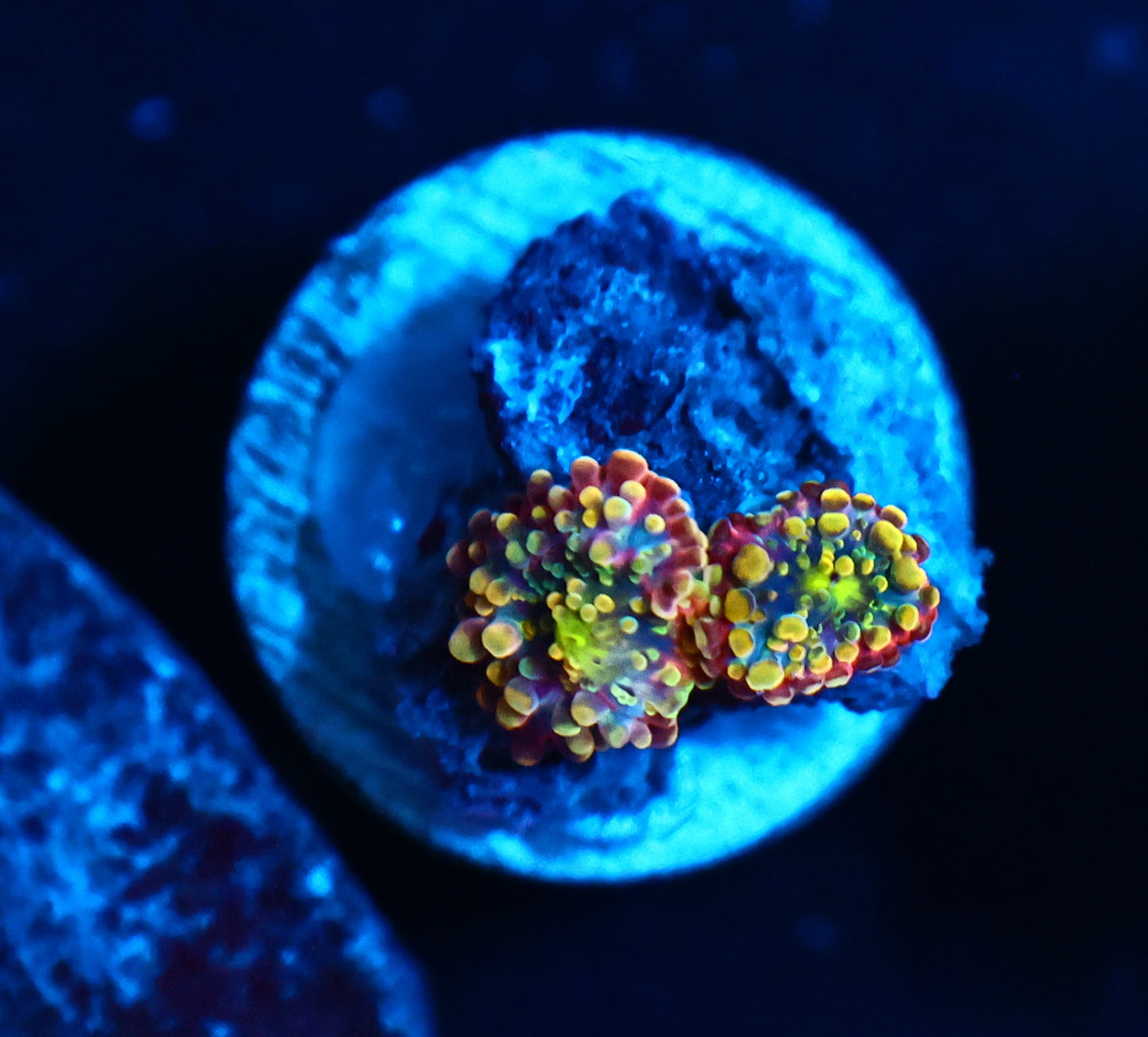 Malasyian Deep water yuma two baby size