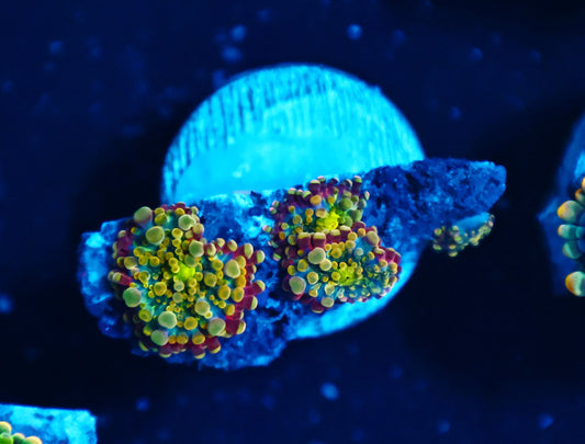 Malasyian Deep water Yuma triple with one baby