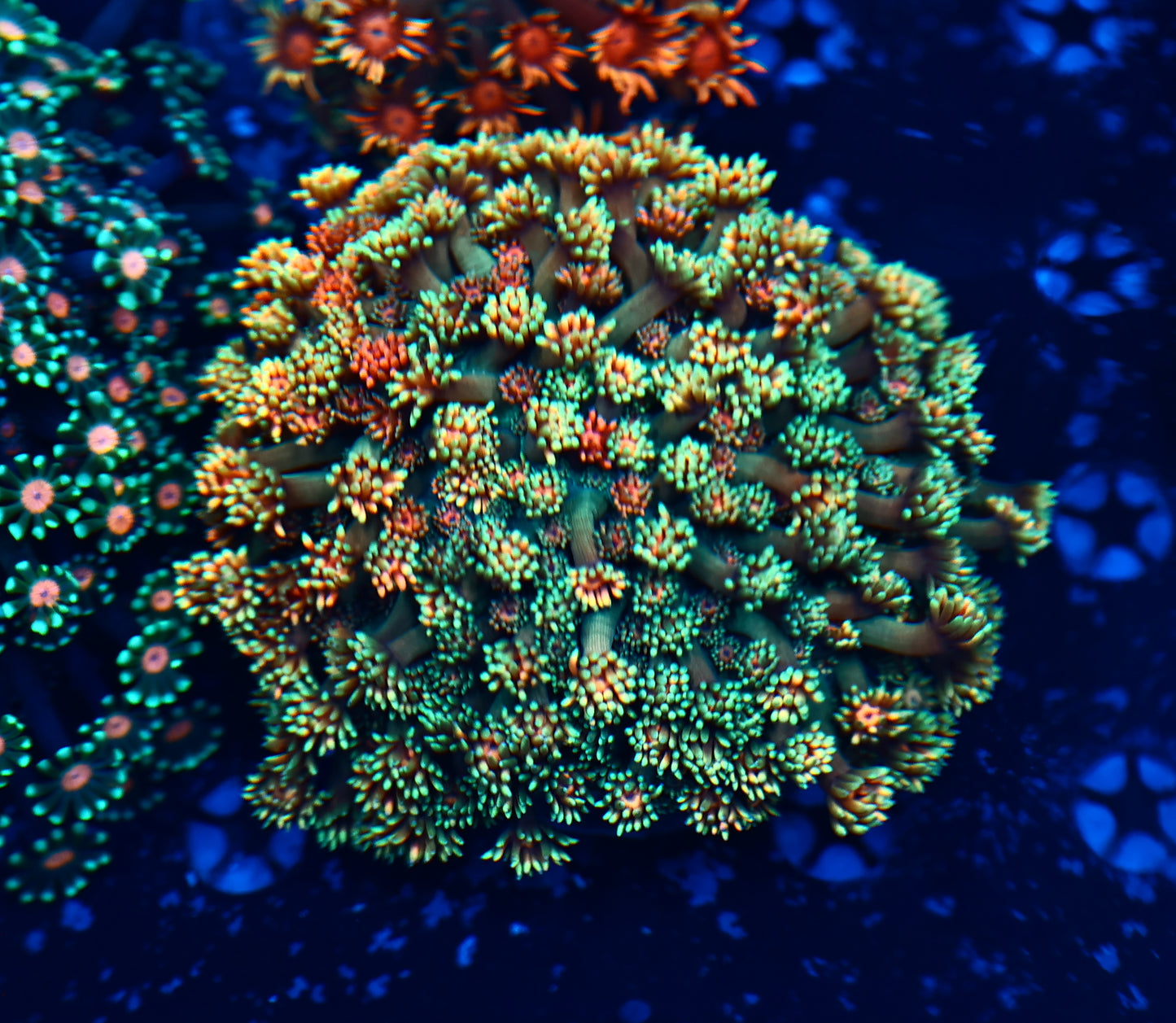 Ultra Goni xxl colony