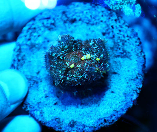 bounce mushroom