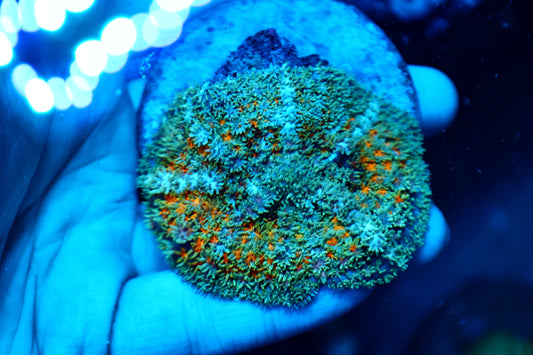 rainbow carpet XL
