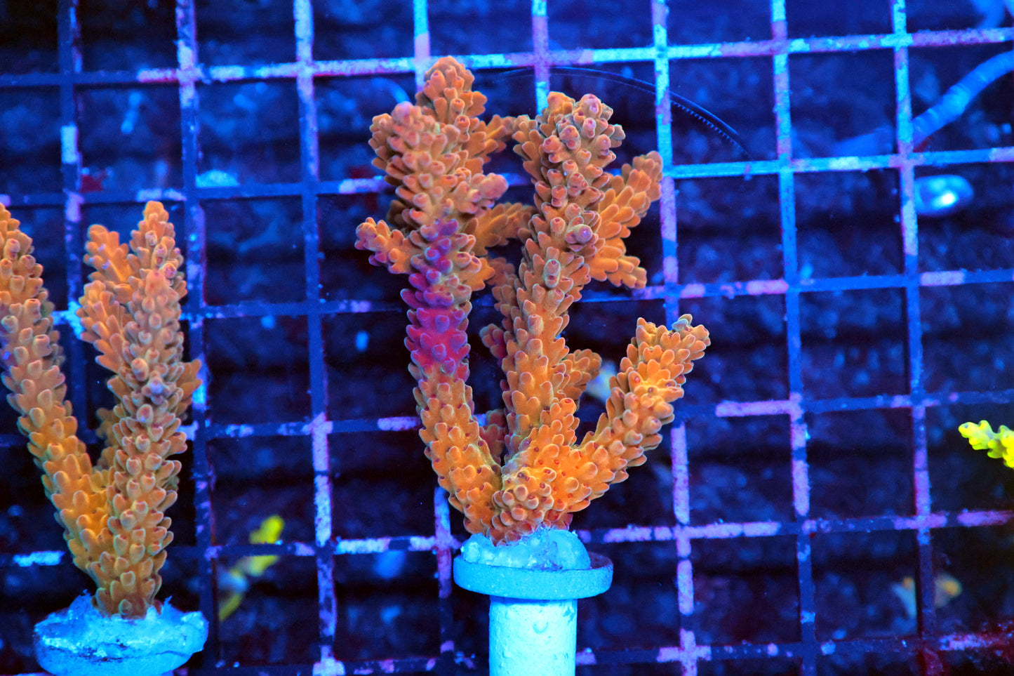 Malaysian Orange acro frag