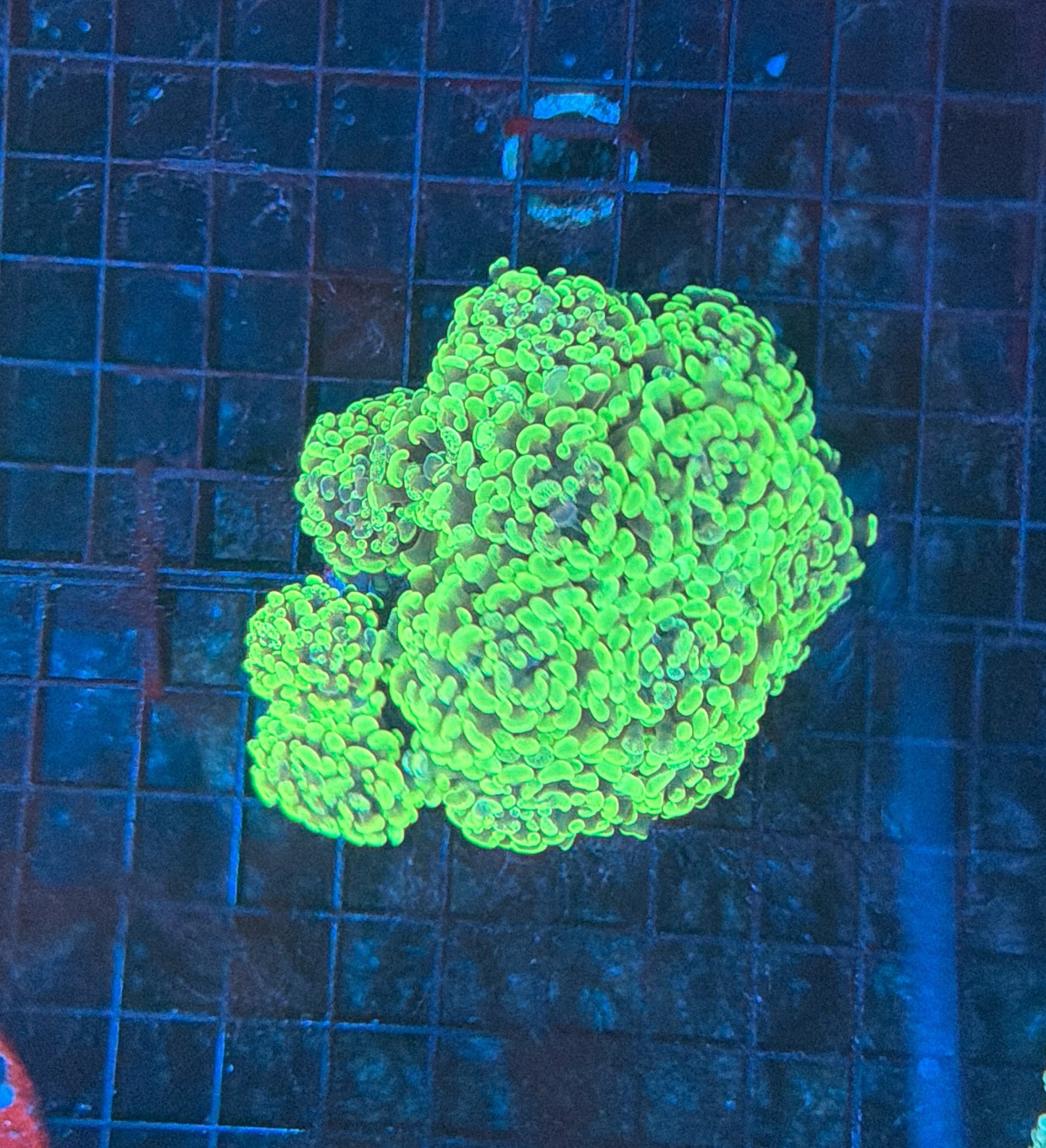 Splatter hammer colony
