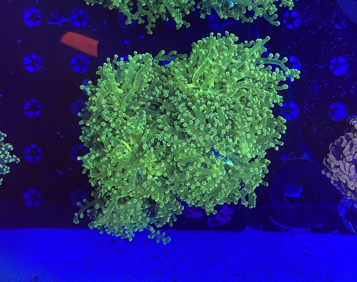 Frogspwan Colony 4-5 Heads 11