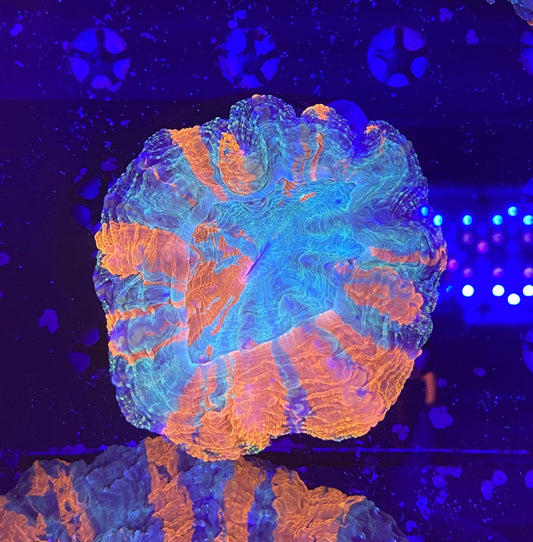 Rainbow Acantho 1