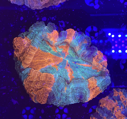 Rainbow Acantho 2