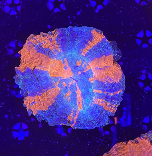 Rainbow Acantho 3