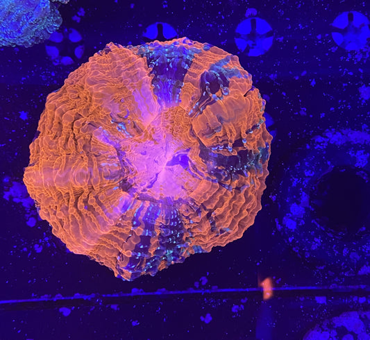 Rainbow Acantho 5