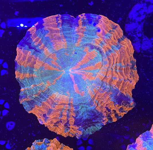 Rainbow Acantho 6