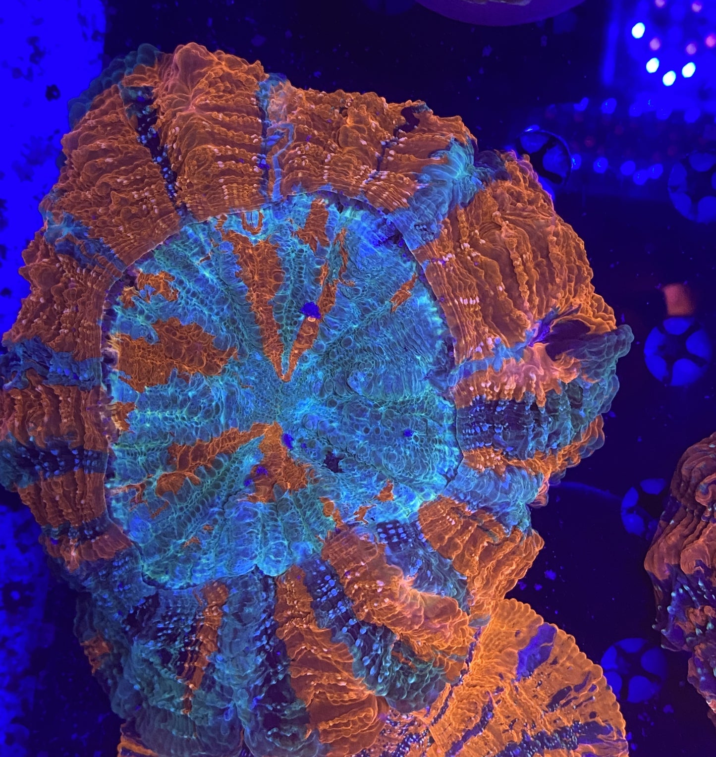 Rainbow Acantho 8