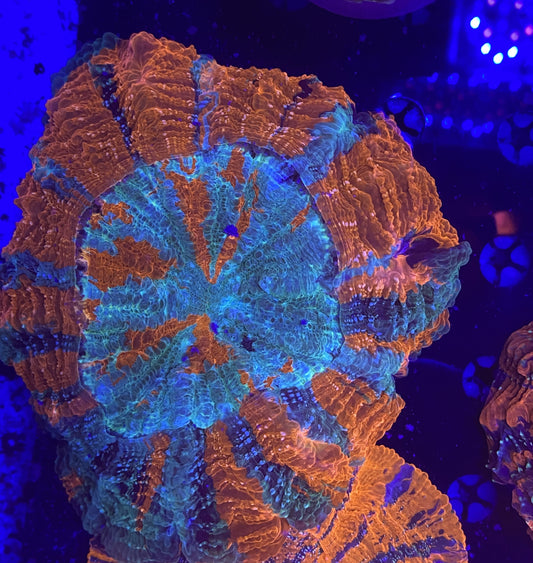 Rainbow Acantho 8