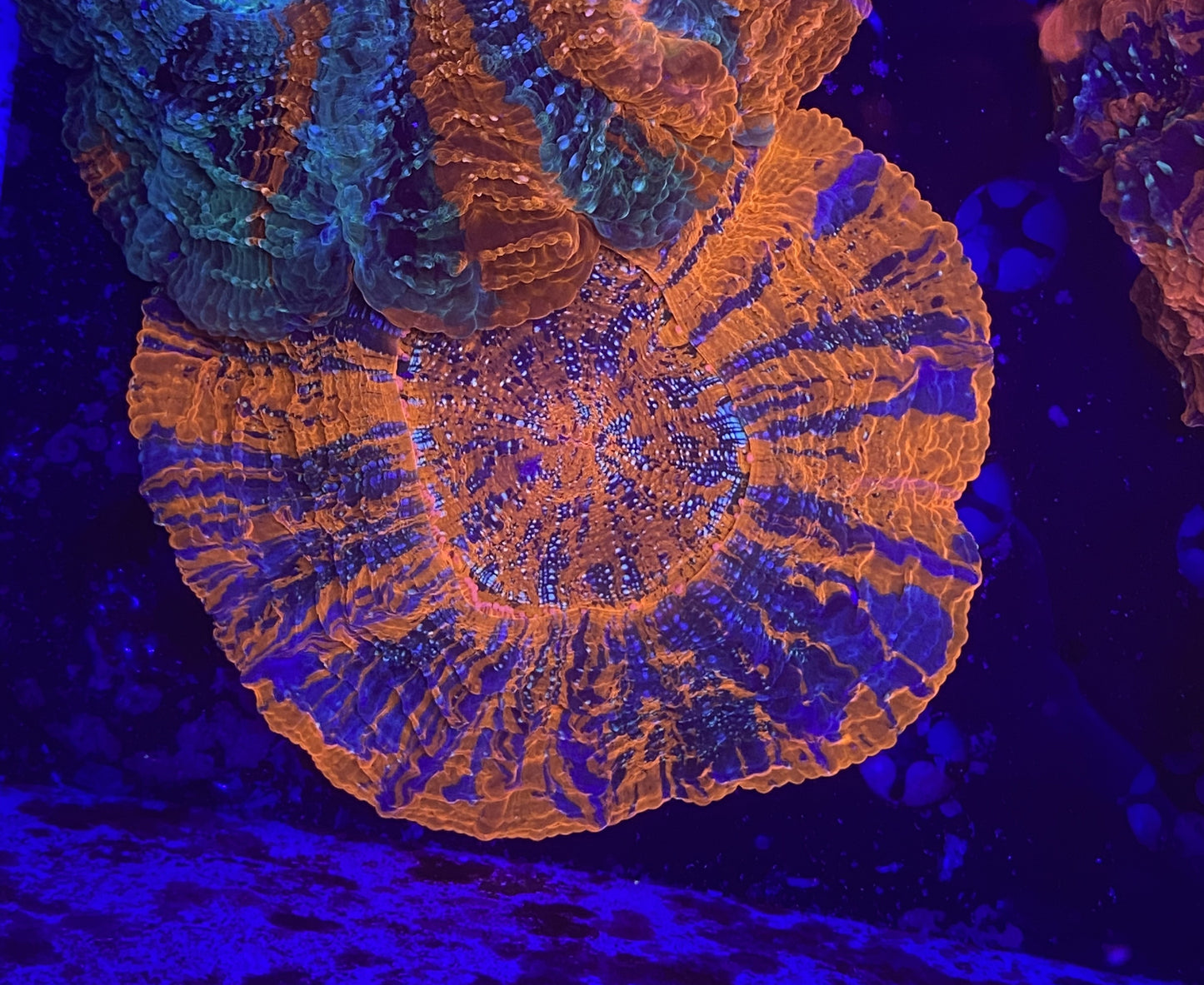 Rainbow Acantho 9