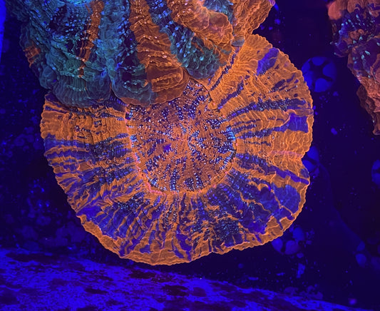 Rainbow Acantho 9