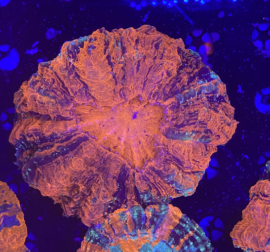 Rainbow Acantho 10