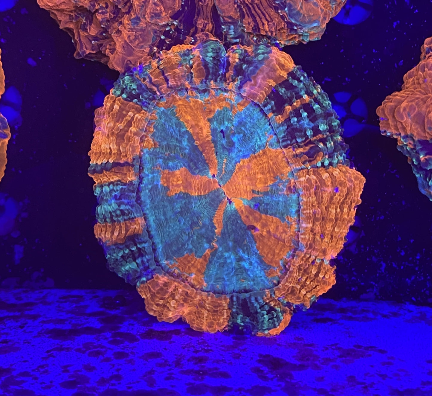 Rainbow Acantho 11