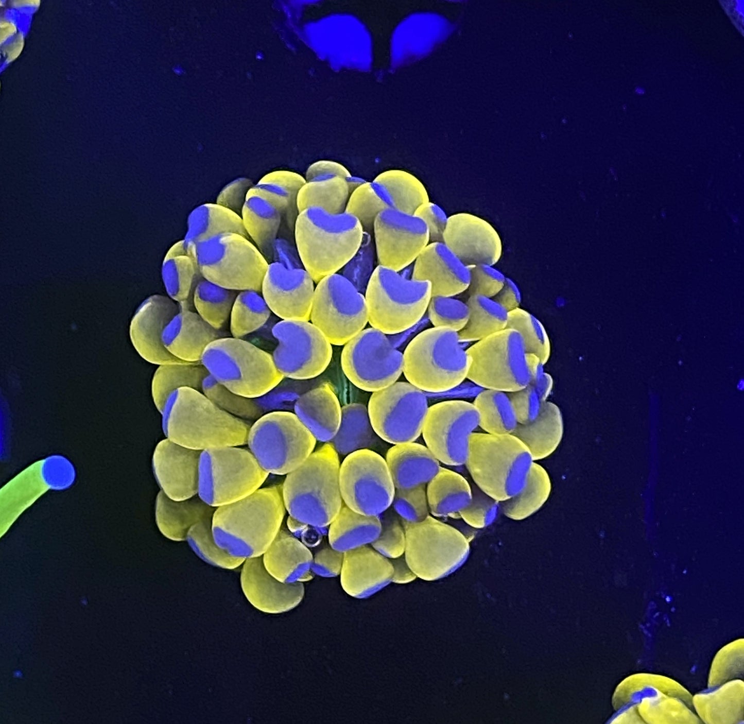 Banana Grail with green mouth tiny head