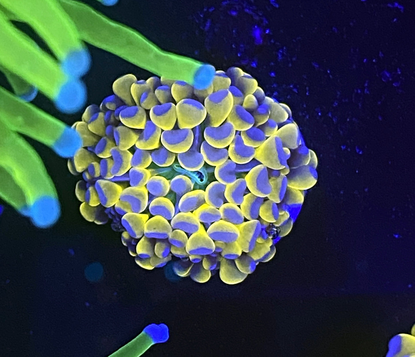 Banana Grail with green mouth tiny head