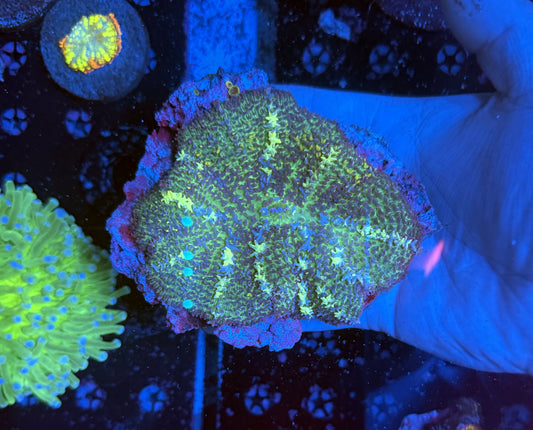 XXL carpet mushroom 3-4 inches