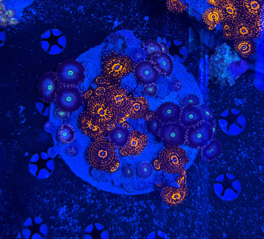 Rainbow Zoa Plate