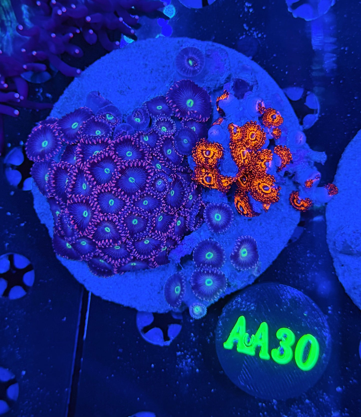 Rainbow Zoa Plate AA30