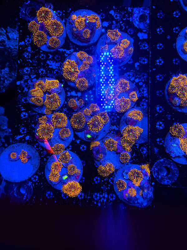 doughboy shroom Singles ones by size