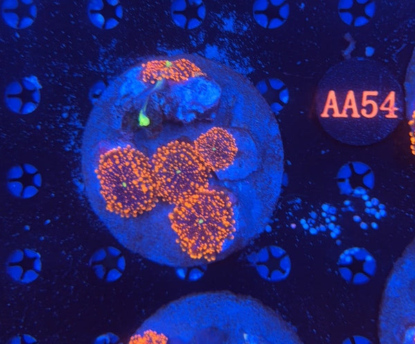 Wild DB Plate AA54 4L 1M