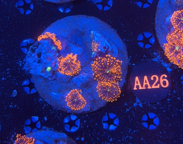 Wild DB Plate AA26 5M