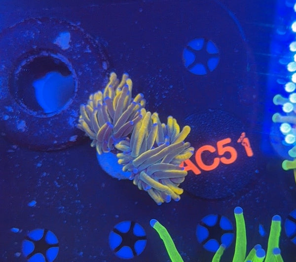 Indo B grade HG doule Head