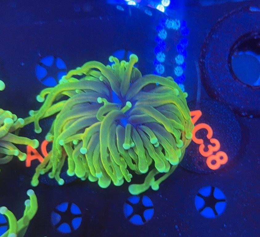 Malasyian Master AC38