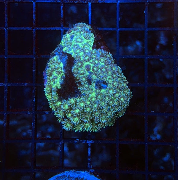 Glitter Goni Damaged but healthy