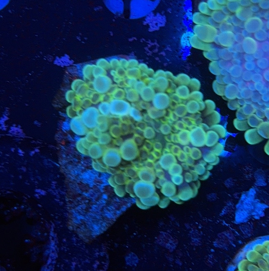 Deepwater Yuma clearance