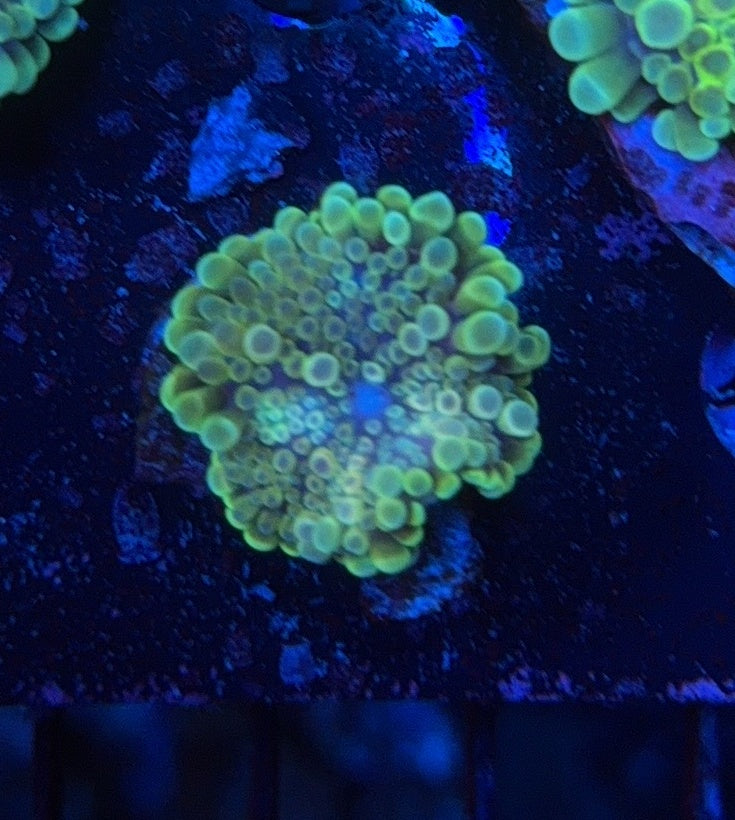 Deepwater Yuma clearance