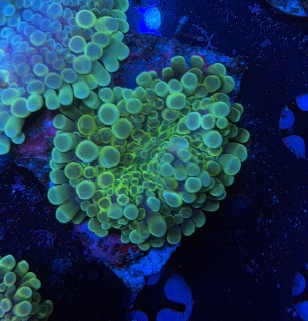 Deepwater Yuma clearance