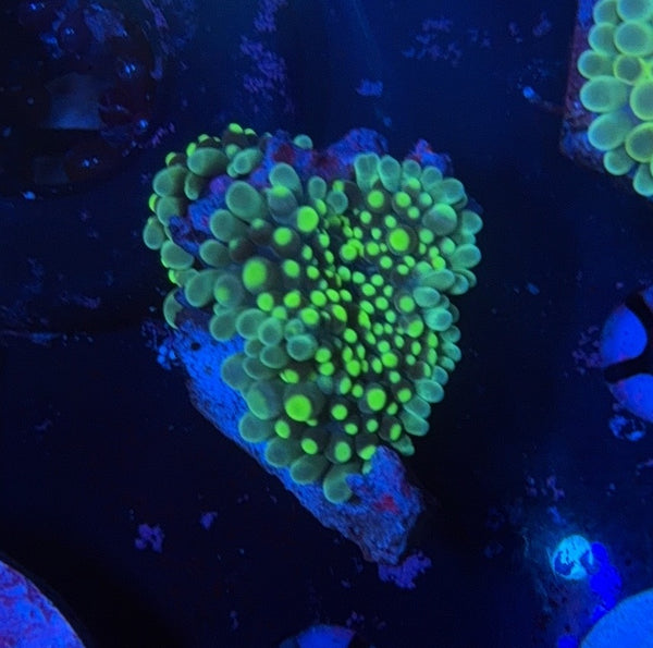 Deepwater Yuma clearance